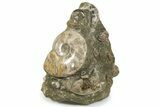 Polished Ammonite, Clam, and Nautilus Cluster - Madagascar #236972-1